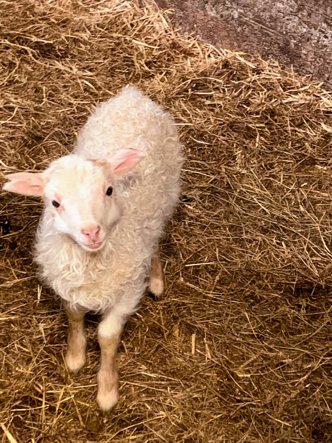 Íslenska og ferðaþjónustan -  Hvernig kveikjum við neistann?